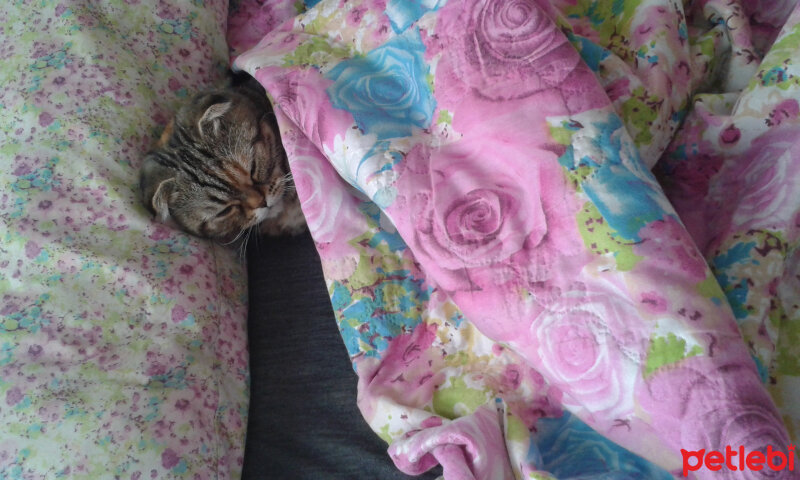 Scottish Fold, Kedi  mia fotoğrafı