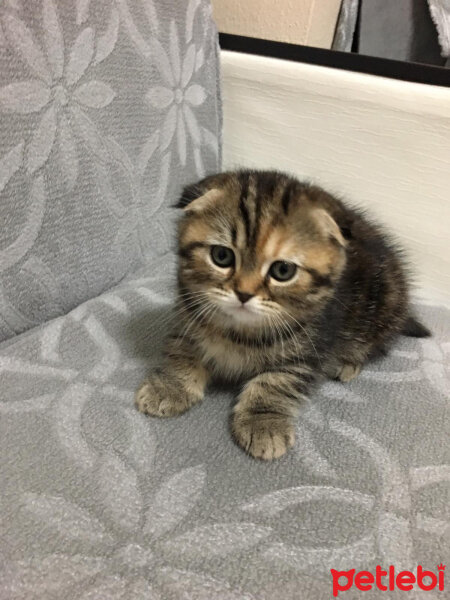 Scottish Fold, Kedi  mia fotoğrafı