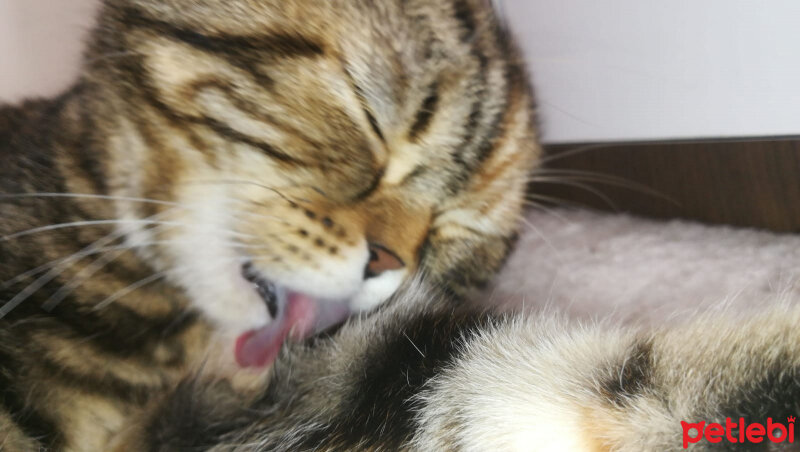 Scottish Fold, Kedi  mia fotoğrafı