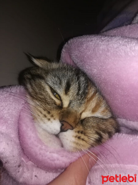 Scottish Fold, Kedi  mia fotoğrafı