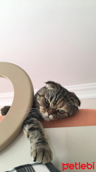 Scottish Fold, Kedi  mia fotoğrafı