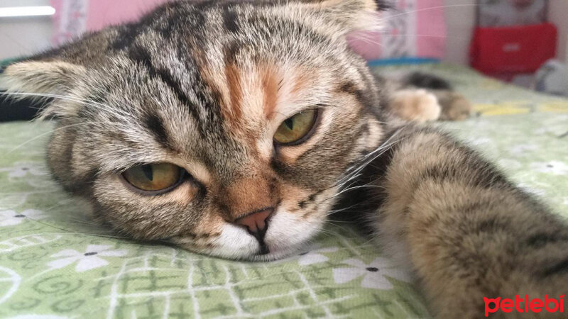 Scottish Fold, Kedi  mia fotoğrafı