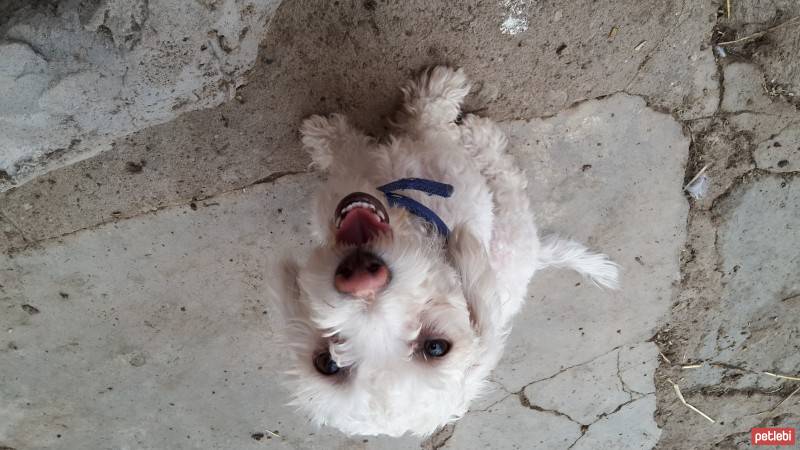 Bichon Havanese, Köpek  Prenses fotoğrafı