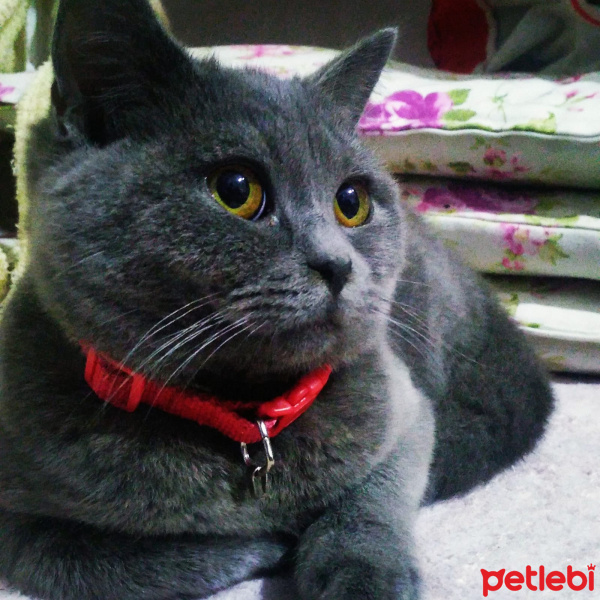 British Shorthair, Kedi  Ares fotoğrafı