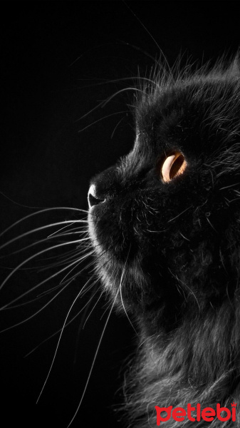 British Shorthair, Kedi  Ares fotoğrafı