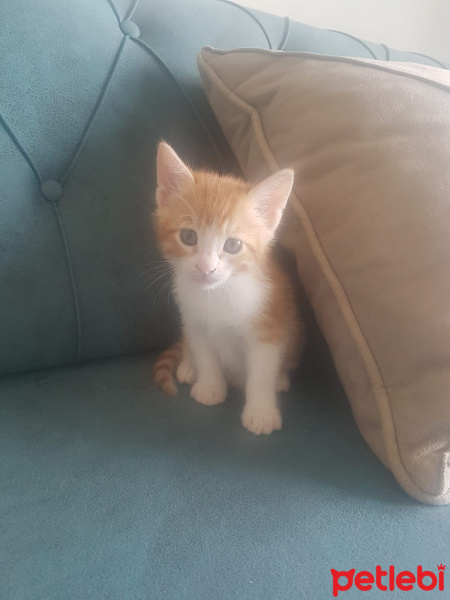 Sarman, Kedi  yavru1 fotoğrafı