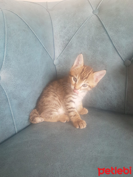 Tekir Kedi, Kedi  Yavru2 fotoğrafı