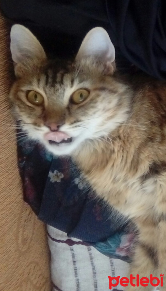Tekir Kedi, Kedi  Mia fotoğrafı