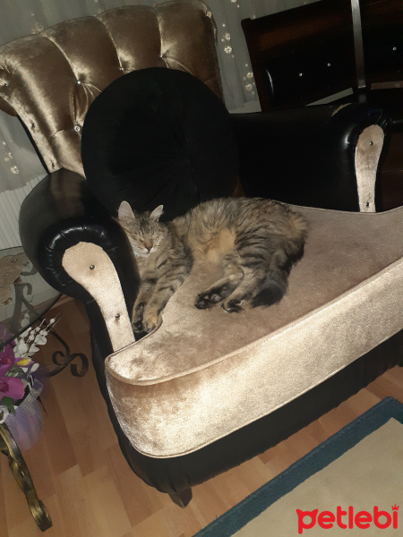 Tekir Kedi, Kedi  Mia fotoğrafı