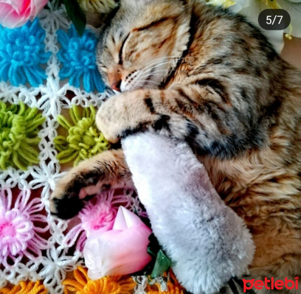 Tekir Kedi, Kedi  Mia fotoğrafı