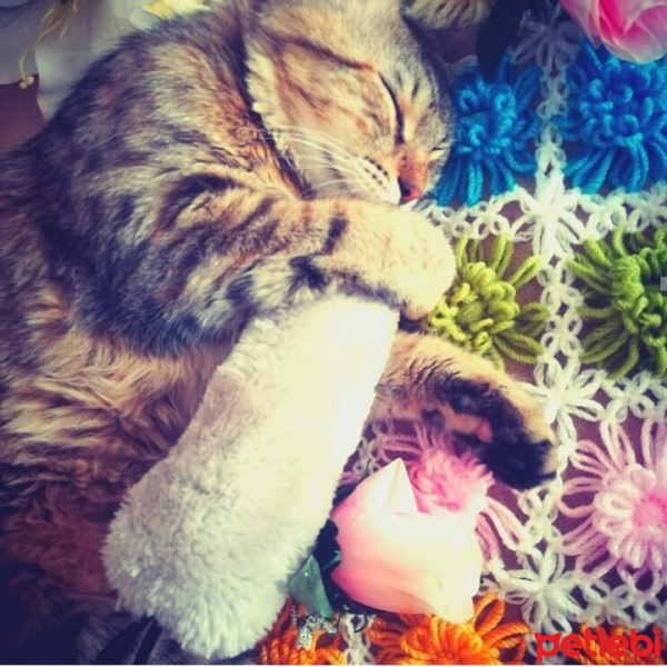 Tekir Kedi, Kedi  Mia fotoğrafı