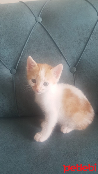 Sarman, Kedi  Yavru3 fotoğrafı