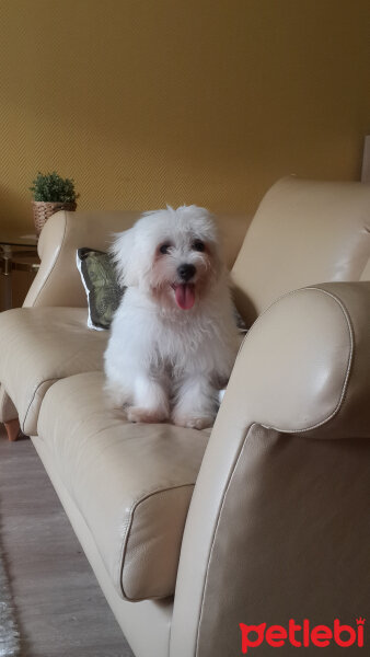 Maltese, Köpek  Köpük fotoğrafı