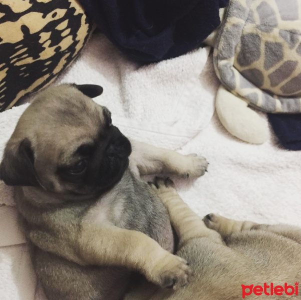 Pug, Köpek  Escobar fotoğrafı