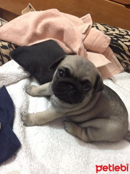 Pug, Köpek  Escobar fotoğrafı