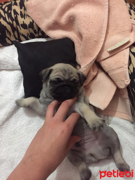 Pug, Köpek  Escobar fotoğrafı