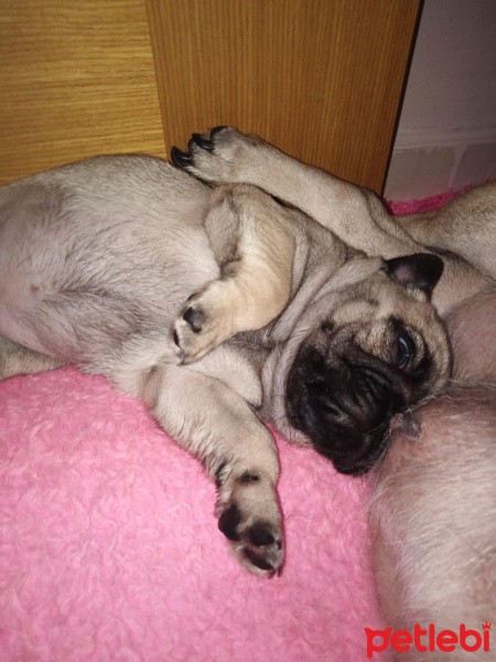 Pug, Köpek  Escobar fotoğrafı
