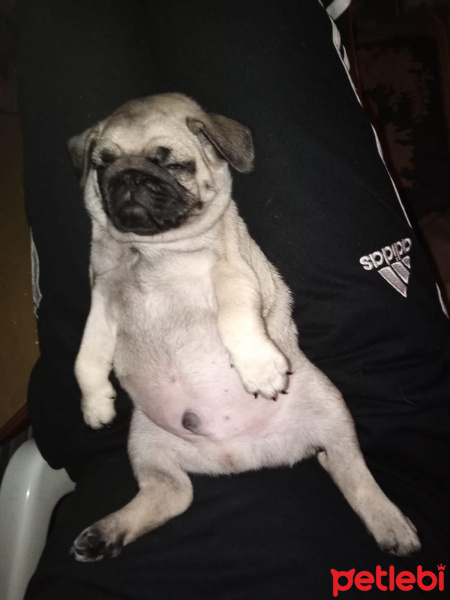 Pug, Köpek  Escobar fotoğrafı