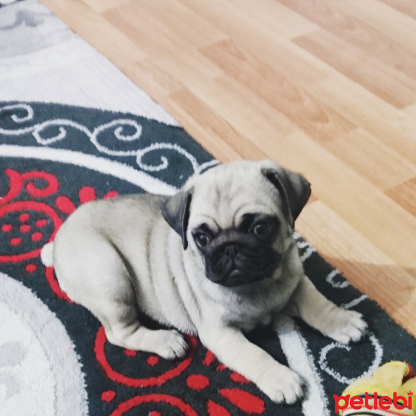 Pug, Köpek  Escobar fotoğrafı