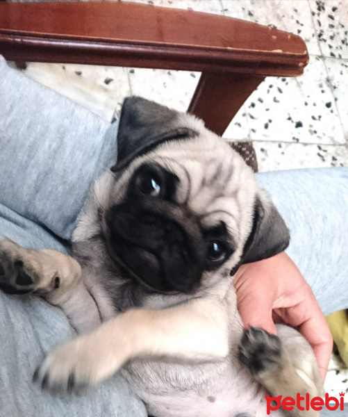 Pug, Köpek  Escobar fotoğrafı
