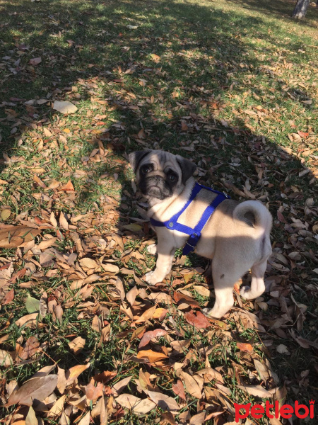 Pug, Köpek  Escobar fotoğrafı