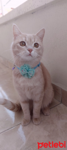 British Shorthair, Kedi  Ceyhop fotoğrafı