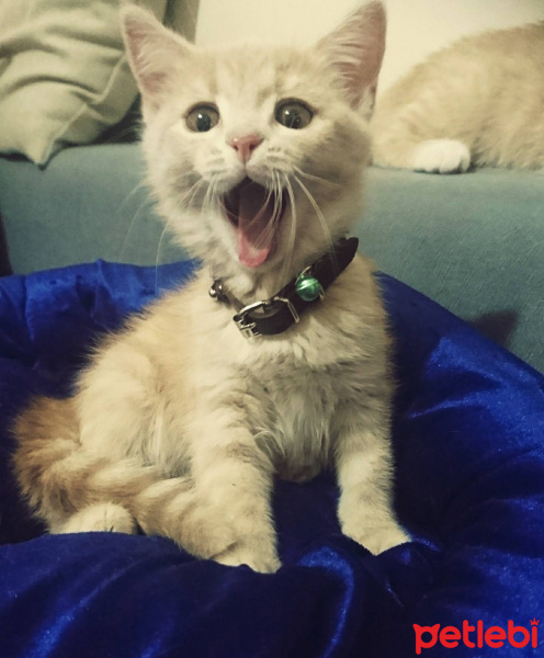 British Shorthair, Kedi  Ceyhop fotoğrafı