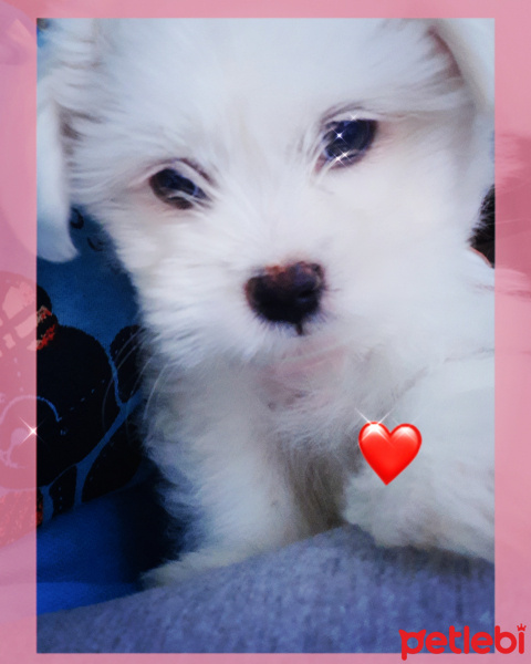 Maltese, Köpek  DALGI fotoğrafı