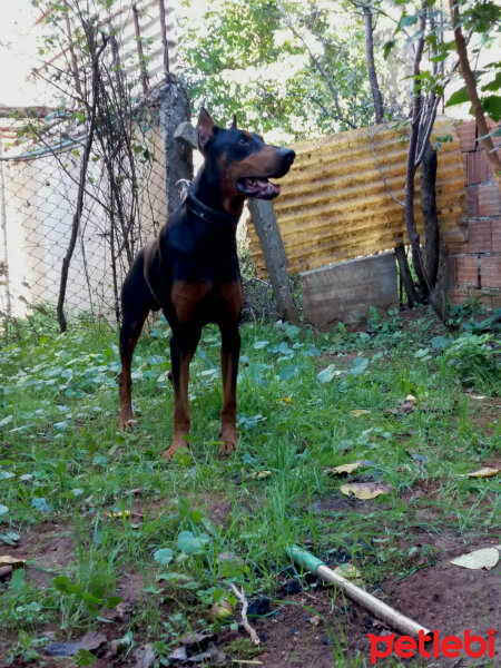 Doberman Pinscher, Köpek  BaRoN fotoğrafı