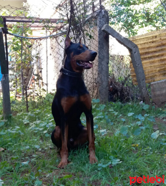 Doberman Pinscher, Köpek  BaRoN fotoğrafı