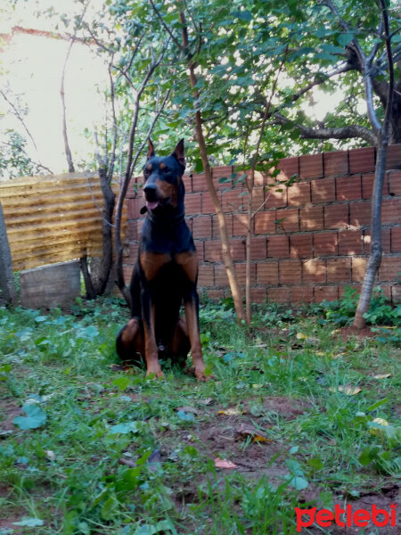 Doberman Pinscher, Köpek  BaRoN fotoğrafı