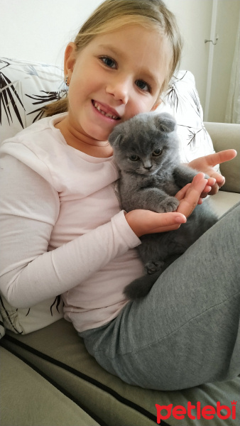 Scottish Fold, Kedi  Jonny fotoğrafı