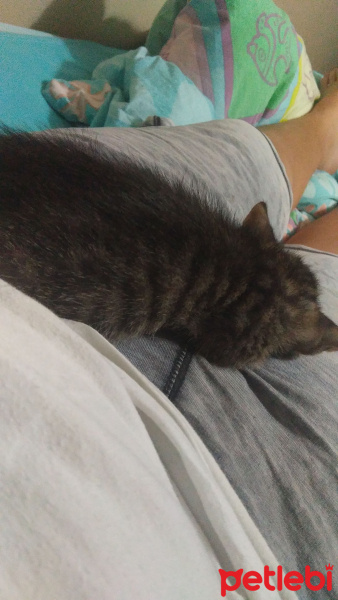 Tekir Kedi, Kedi  Duman fotoğrafı