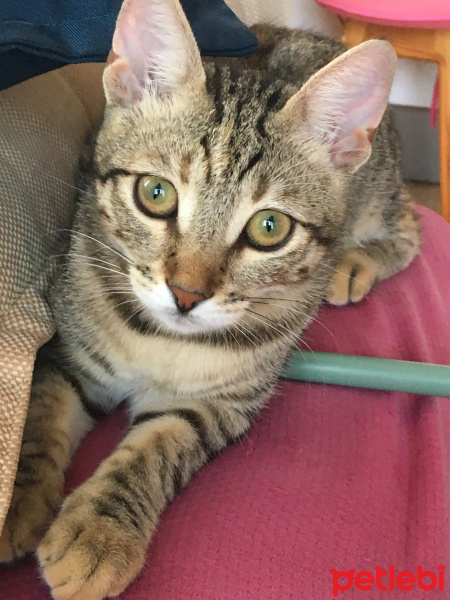 Tekir Kedi, Kedi  Suzi fotoğrafı
