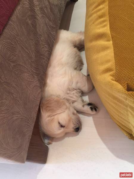 Golden Retriever, Köpek  PAŞA fotoğrafı