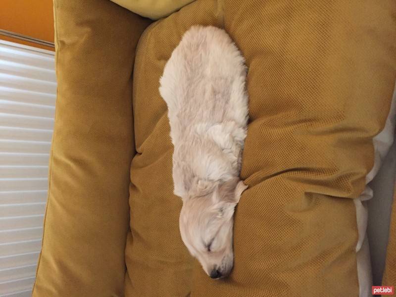 Golden Retriever, Köpek  PAŞA fotoğrafı