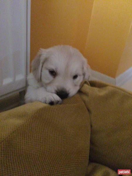 Golden Retriever, Köpek  PAŞA fotoğrafı