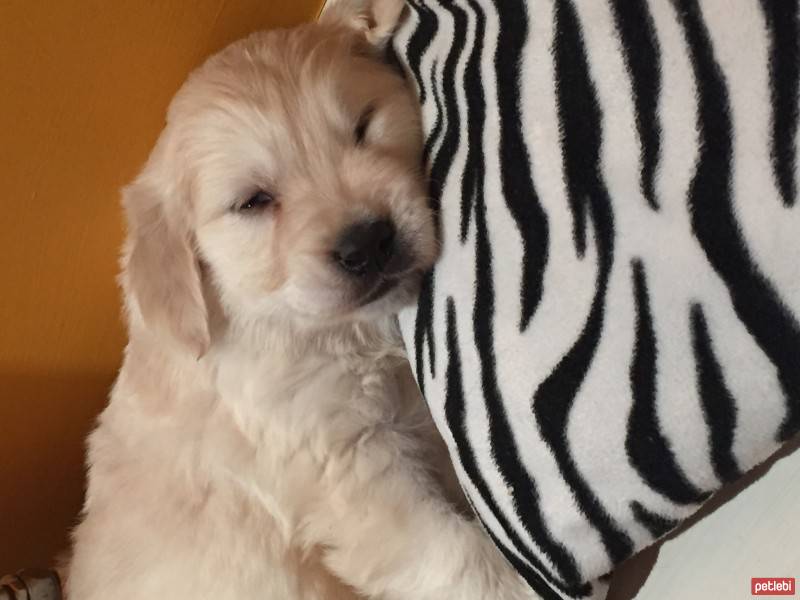 Golden Retriever, Köpek  PAŞA fotoğrafı