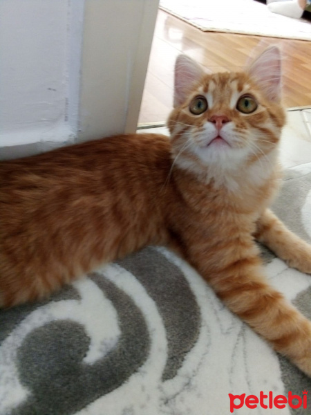 Sarman, Kedi  GÜNEŞ fotoğrafı