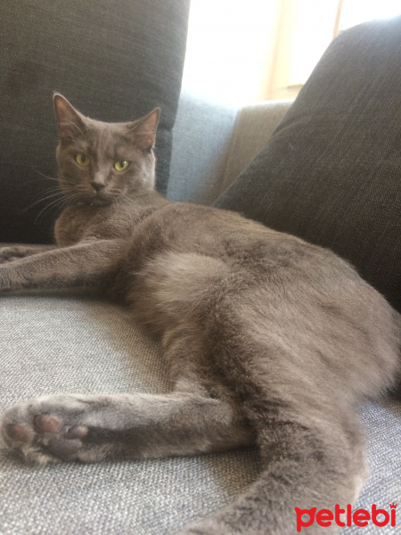 Tekir Kedi, Kedi  katya fotoğrafı