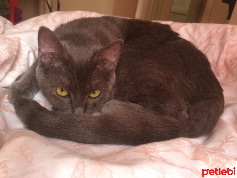 Tekir Kedi, Kedi  katya fotoğrafı