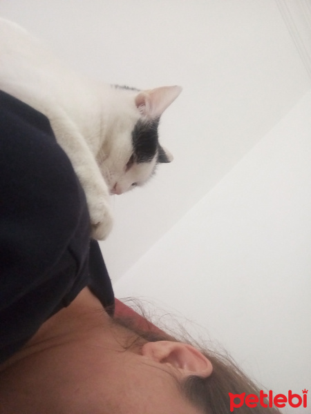 Ankara Kedisi, Kedi  MUEZA fotoğrafı