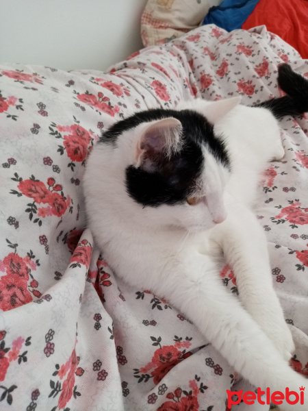 Ankara Kedisi, Kedi  MUEZA fotoğrafı