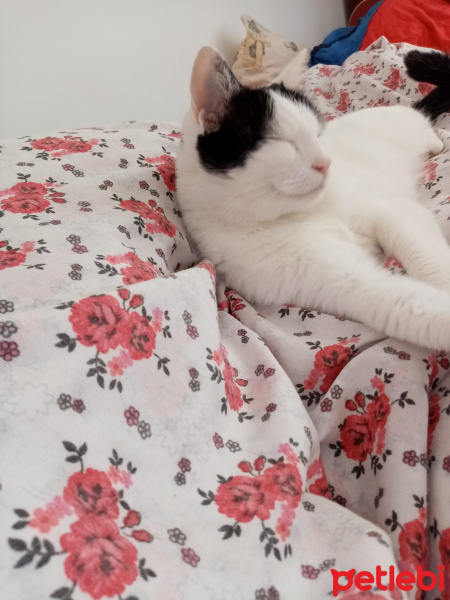 Ankara Kedisi, Kedi  MUEZA fotoğrafı