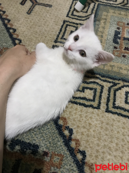 British Shorthair, Kedi  Bianca fotoğrafı