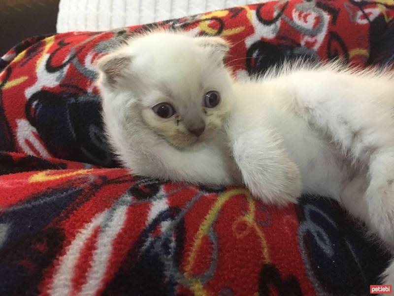 Scottish Fold, Kedi  Sayko fotoğrafı