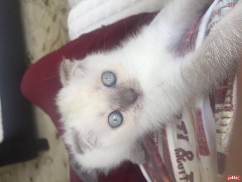 Scottish Fold, Kedi  Sayko fotoğrafı