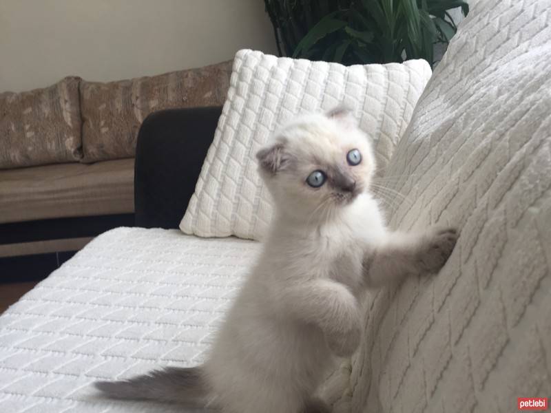 Scottish Fold, Kedi  Sayko fotoğrafı