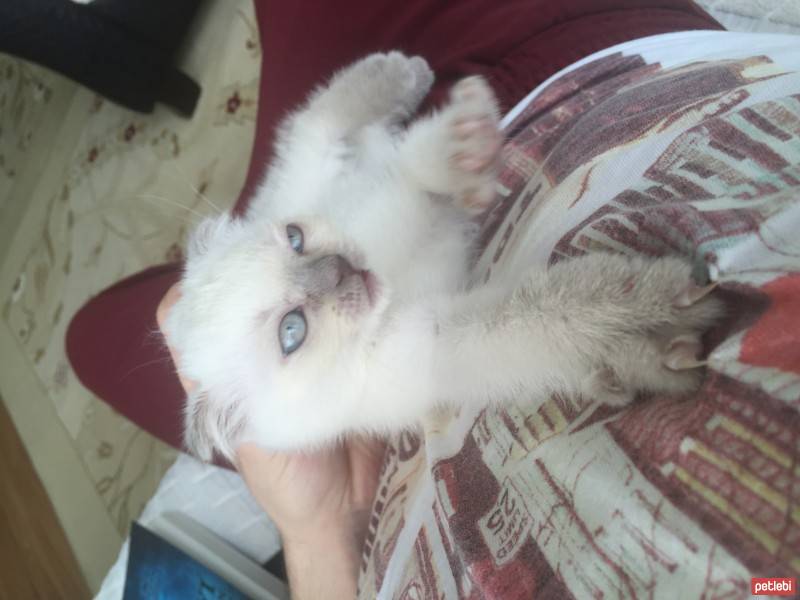 Scottish Fold, Kedi  Sayko fotoğrafı