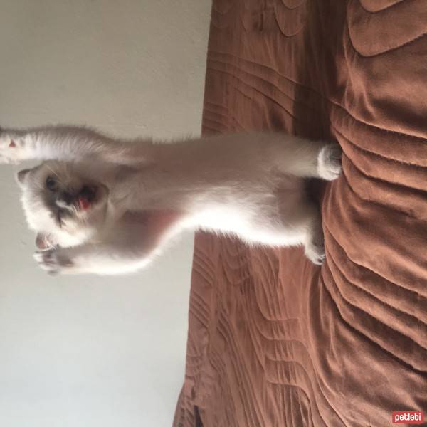 Scottish Fold, Kedi  Sayko fotoğrafı